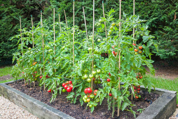10 WAYS TO GROW TOMATOES
