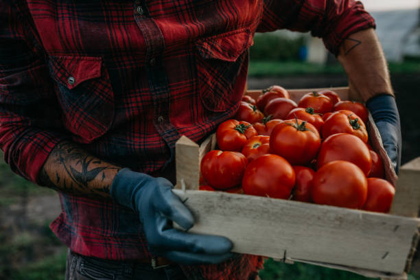 10 WAYS TO GROW TOMATOES