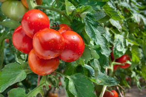 10 WAYS TO GROW TOMATOES