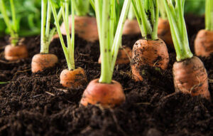 10 Tips to Grow Carrots at Home