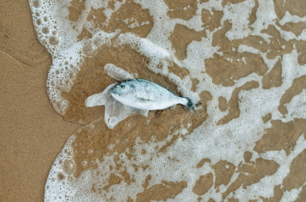 Effects Of Plastic Pollution In The Ocean